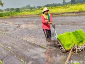 Keren! Petani Pasuruan Ini Ciptakan Alat Tanam Padi dari Mesin Potong Rumput Keren! Petani Pasuruan Ini Ciptakan Alat Tanam Padi dari Mesin Potong Rumput