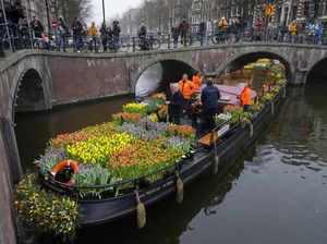 Berbagi Bunga Tulip Gratis Usai Lockdown di Belanda