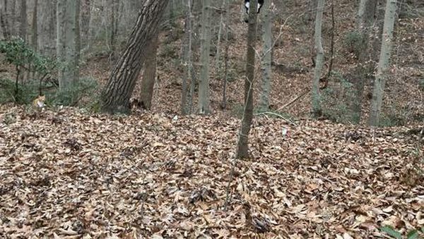 Uji Kejelian Mata Mencari Posisi Kucing di Foto Ini, Yakin Bisa?