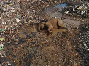 Kasihan, Gajah Mati Akibat Makan Sampah Plastik