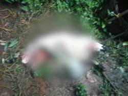 Teror Anjing Hutan Mangsa Hewan Ternak, Warga Bandung Barat Resah