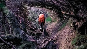 Potret Lorong Tikus Jalur Ikonik Gunung Kerinci di Jambi