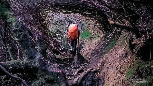 Potret Lorong Tikus Jalur Ikonik Gunung Kerinci di Jambi