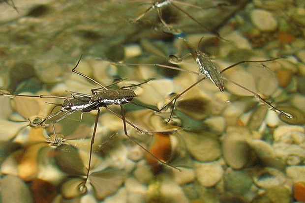 Menghilangnya Spesias Mikrohabitat/Foto: greeners.co Menghilangnya Spesias Mikrohabitat/Foto: greeners.co