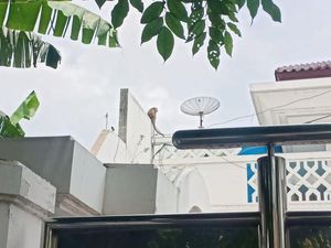 Monyet Berkeliaran di Perumahan Mewah di Ancol, Sempat Gigit Warga