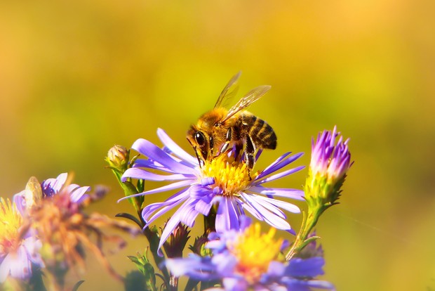 Terhambatnya Interaksi Biotik/Foto: Unsplash/Krzysztof Niewolny Terhambatnya Interaksi Biotik/Foto: Unsplash/Krzysztof Niewolny