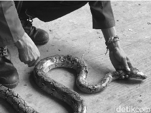 Ular Sanca 2 Meter Ditemukan Penuh Luka, Petugas Damkar Turun Tangan