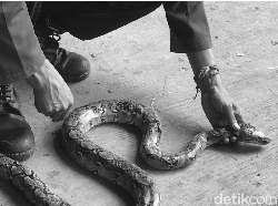 Ular Sanca 2 Meter Ditemukan Penuh Luka, Petugas Damkar Turun Tangan