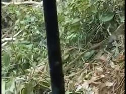 Harimau Sumatera Hadang Pembukaan Lahan di Pasaman Barat
