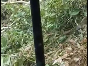 Geger! Harimau Muncul saat Pekerja Perkebunan Tengah Buka Lahan di Sumbar