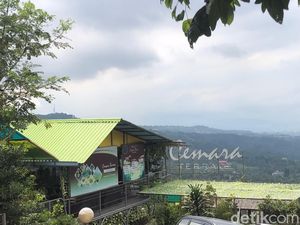 Wisata Alam Cemara Terrace, Tempat Melarikan Diri di Bogor