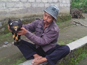 Elang Ditemukan Lemas Kedinginan di Merapi, Begini Kondisinya Sekarang