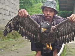 Elang Ini Ditemukan Nyaris Mati Kedinginan di Merapi, Begini Kisahnya