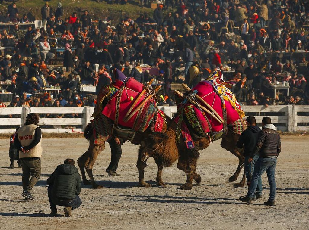 Ada-ada Aja, Gulat Unta Jadi Tradisi Populer di Turki