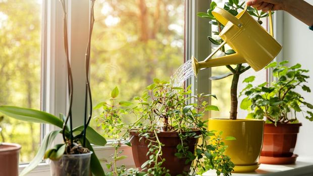 hand with water can watering indoor plants on windowsill