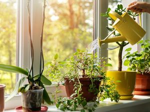 6 Tanaman Hias yang Ampuh buat Usir Stres