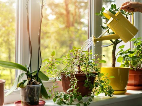 hand with water can watering indoor plants on windowsill
