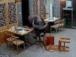 Kelar Makan, Pengunjung Ini Diseruduk Banteng di Dalam Restoran