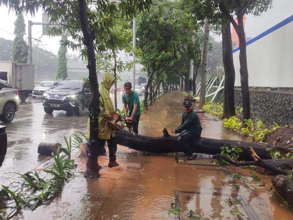 2 Pohon Tumbang Akibat Hujan Deras di Jakarta Barat
