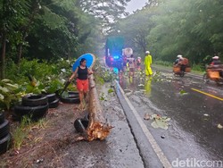Pohon Tumbang Sempat Macetkan Jalan Ngawi-Solo Selama 1 Jam