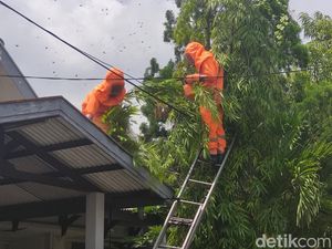 Sarang Tawon di Sidoarjo Dihancurkan Damkar Karena Resahkan Warga Sarang Tawon di Sidoarjo Dihancurkan Damkar Karena Resahkan Warga