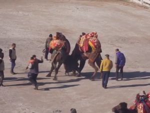 Keunikan Tradisi Gulat Unta di Turki Keunikan Tradisi Gulat Unta di Turki