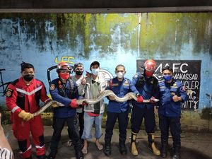 Bikin Kaget! Piton 3 Meter Muncul dari Galian Stadion Mattoanging