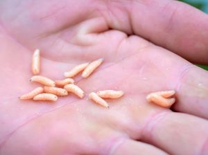 Viral Belatung dalam Vagina, Ini Efek dan Manfaat Makan Belatung Viral Belatung dalam Vagina, Ini Efek dan Manfaat Makan Belatung