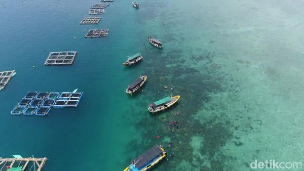 Budi Daya Kerapu Keramba Raup Omzet Rp 500 Juta