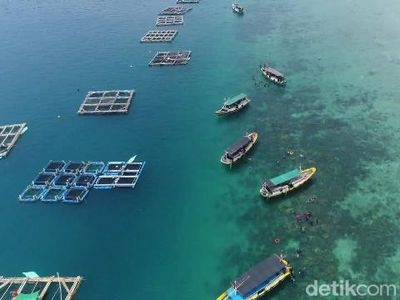 Budi Daya Kerapu Keramba Raup Omzet Rp 500 Juta