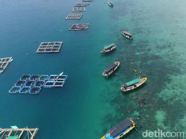 Budi Daya Kerapu Keramba Raup Omzet Rp 500 Juta