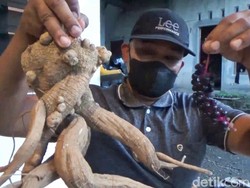 Petani Banyuwangi Sukses Budidaya Ginseng Merah, Raup Rp 200 Juta per Bulan