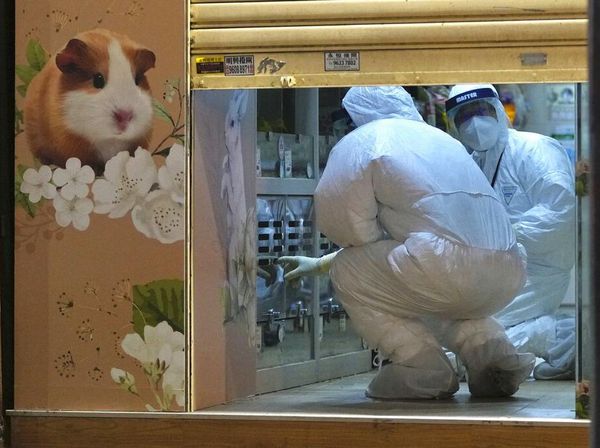 Positif Covid-19, Hewan Imut Hamster di Hong Kong Akan Dimusnahkan