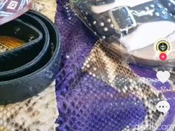 Heboh Konten Ular Hama Kebun Sawit Balai Karantina Pertanian Denpasar