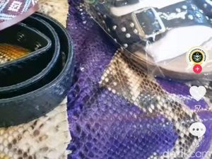 Heboh Konten Ular Hama Kebun Sawit Balai Karantina Pertanian Denpasar