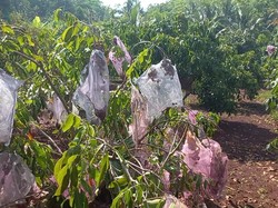 Raup Cuan di Jalur Wisata, Pria Gunungkidul Bikin Agrowisata Kelengkeng