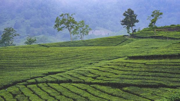 Tea Plantation or Kebun Teh at Ciater Bandung Indonesia.