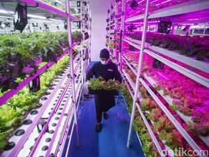 Ladang Cuan dari Vertikal Farming yang Tak Terganggu Hama