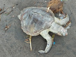 Sedih! Seekor Penyu Ditemukan Mati dengan Mulut Penuh Plastik di Bantul