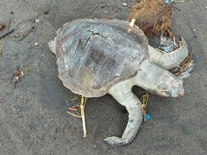 Sedih! Seekor Penyu Ditemukan Mati dengan Mulut Penuh Plastik di Bantul Sedih! Seekor Penyu Ditemukan Mati dengan Mulut Penuh Plastik di Bantul