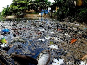 Ikan-ikan Mati di Situ Citongtut, Bupati Minta Pencemar Ditindak Tegas