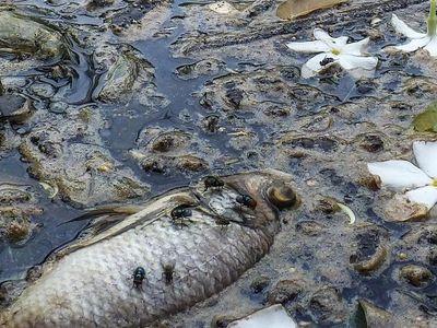 Ikan-ikan Ini Mati Diduga Tercemar Limbah di Situ Citongtut, Bogor