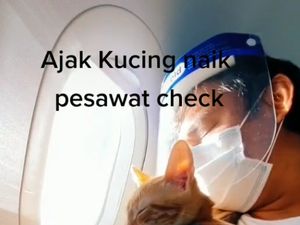 Viral Kucing Naik Pesawat Rute Domestik RI, Ini Aturan Bawa Hewan Peliharaan