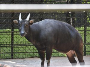 Satwa Koleksi KBS Mati Lagi, Kali Ini Anoa Bernama Bobby