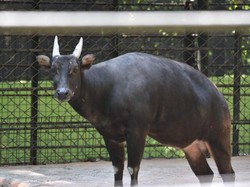 Anoa Bobby, Satwa Senior Kebun Binatang Surabaya yang Telah Tiada