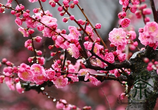 Bunga Mei Hwa dan maknanya/Foto: Pinterest.com Bunga Mei Hwa dan maknanya.