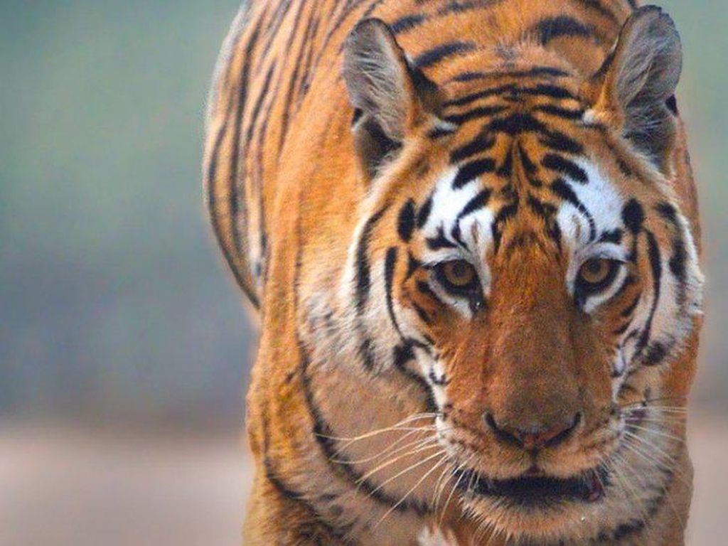Harimau Ditembak Mati Setelah Terkam 9 Orang