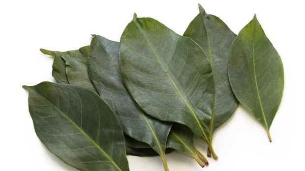 daun salam, indonesian bay leaf
