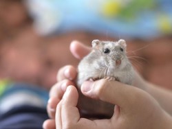 132 Hamster Kabur dari Kandang Bikin Pesawat Tertunda Terbang Selama 5 Hari