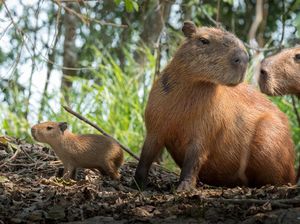 Nggak Biasa, Hewan Ini Disebut Ikan di Vatikan